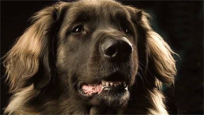 Theo những người nuôi chó, Leonberger có thể thích nghi tốt với điều kiện khí hậu Việt Nam vì chúng có thể trạng khỏe, sống được trong nhiệt độ lên tới 35 độ C