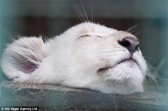 Truyền thuyết châu Phi cho rằng sư tử trắng là động vật linh thiêng, phải 100 năm mới xuất hiện. Nó là biểu tượng của sự thánh thiện trong thế giới động vật.