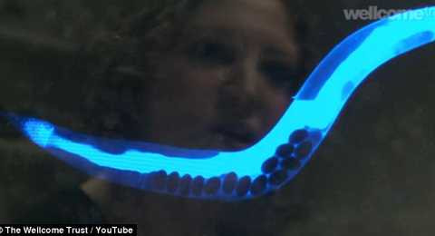 Các nhà khoa học mới chụp được ảnh "thần chết" từ từ lấy mạng con giun lan tỏa giống như một dải sóng màu xanh dương lan khắp cơ thể con vật. 