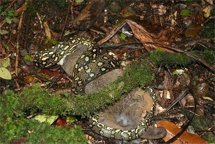 Trăn khổng lồ thường cuộn cho con mồi chết ngạt rồi mới ăn