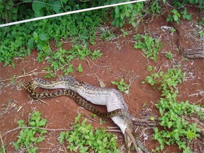 Hình ảnh con trăn đang nuốt con kanguru to lớn