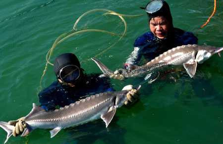 Người nuôi cá trong nước đang khốn đốn vì cá tầm nhập lậu 