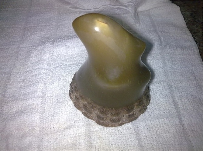 Các trang rao vặt ở Việt Nam xuất hiện nhan nhản một thứ gọi là 'sừng tê giác thật 100%', nhưng có hình thù khá kì dị, không giống với bất cứ loại sừng của loài động vật nào đã từng được biết tới. 