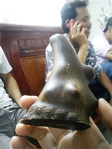 Theo các chuyên gia, những chiếc 'sừng' kiểu này thường được làm bằng nhựa tổng hợp và chỉ có tác dụng trang trí hoặc... khoe của, chứ tuyệt đối không được uống nếu không muốn rước thêm bệnh vào người.