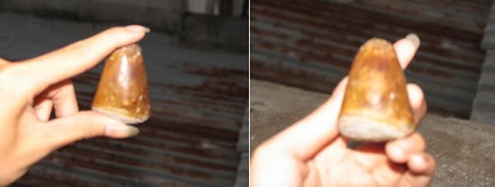 Một chiếc 'sừng' được làm nhái cực kỳ thô thiển.