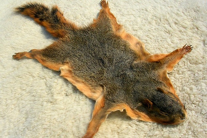 Da của loài sóc từng là một đồng tiền phổ biến ở nước Nga thời Trung cổ. Ngoài da sóc, mõm, vuốt và tai của các loài động vật cũng được dùng như một loại tiền hợp pháp 