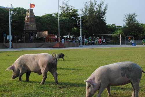 Những đàn gà, lợn, vịt chạy kiếm ăn khắp đảo là cảnh thường thấy ở Song Tử Tây.