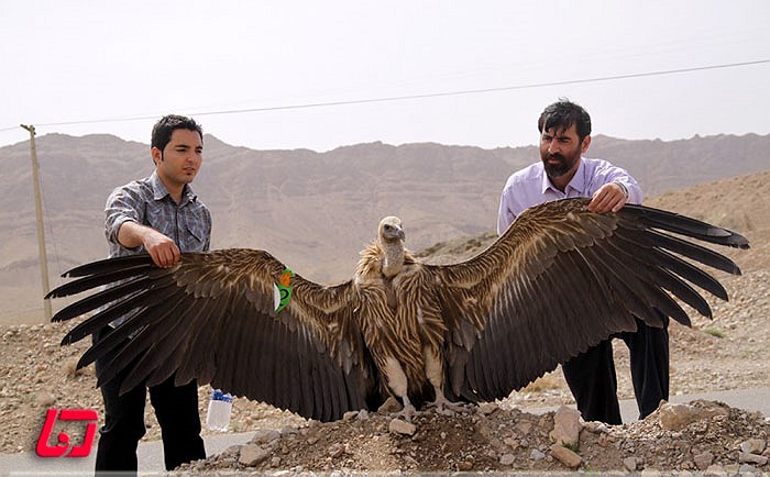 Kền lền khoang cổ, còn gọi là Thần ưng Andes. Loài vật này có thân hình đồ sộ, là loài chim bay được lớn nhất thế giới.