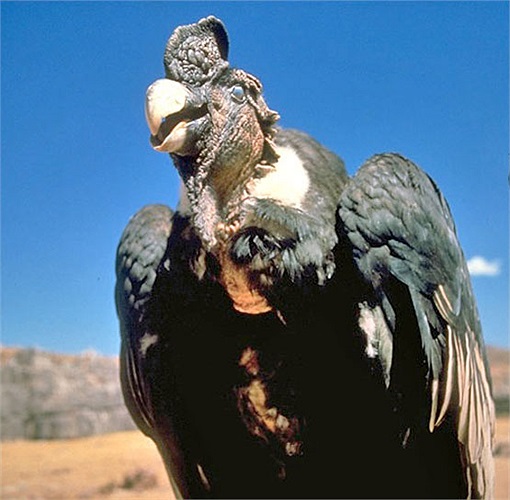 Chúng có pháp danh khoa học là Vultur gryphus, thuộc họ kền kền Tân thế giới. 