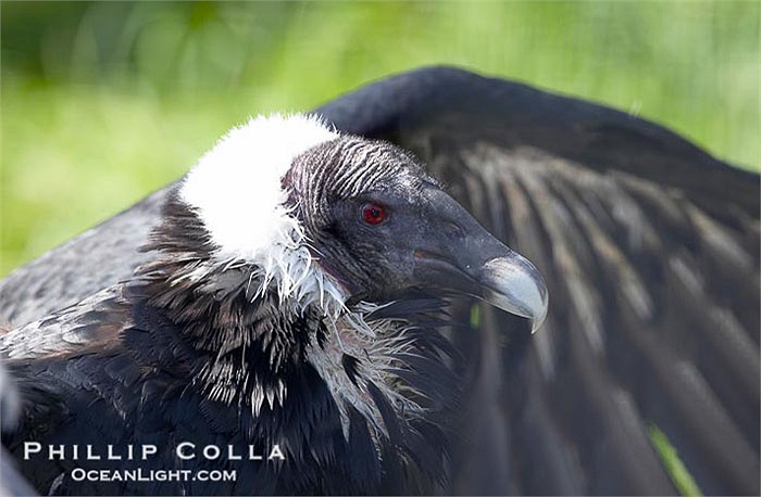 Chúng định vị xác thối bằng việc phát hiện mùi của ethyl mercaptan, một chất khí do xác chết đang phân hủy tỏa ra.