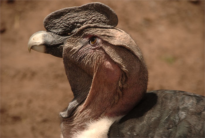 Tuy nhiên, đã từng ghi nhận những cá thể Thần ưng Andes có chiều dài thân lên đến 2m, nặng 20kg, cánh 4,5m.