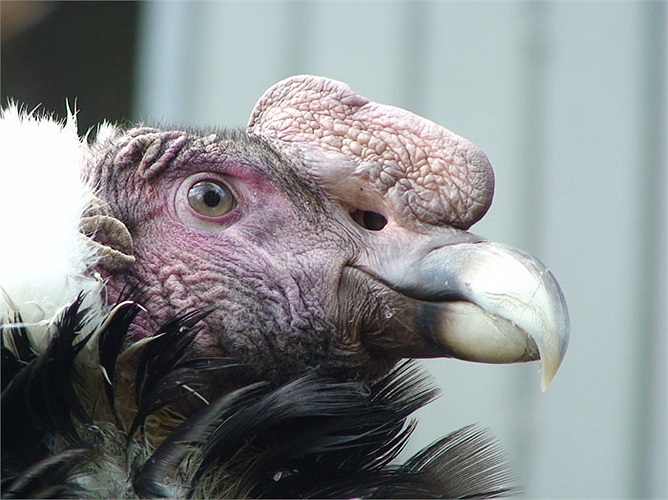 Chúng có cánh dài và rộng, đuôi cứng, thích hợp cho việc bay lượn trên độ cao hàng ngàn mét, nơi không khí rất loãng, áp suất thấp.
