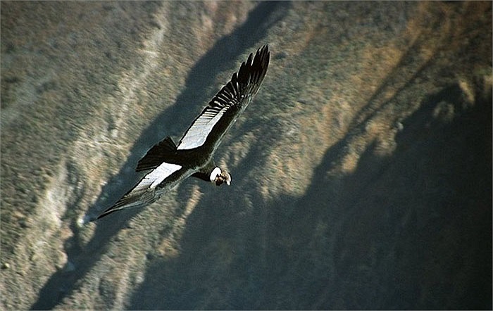 Chúng có móng vuốt yếu, không thích hợp cho việc quắp con mồi bay lên không trung.