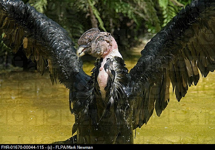 Điều kỳ lạ nữa là Thần ưng Andes không có cơ quan âm thanh của loài chim, vì thế, âm thanh phát ra của chúng chỉ hạn chế ở những tiếng lầu bầu và xì xì hiếm khi xảy ra.