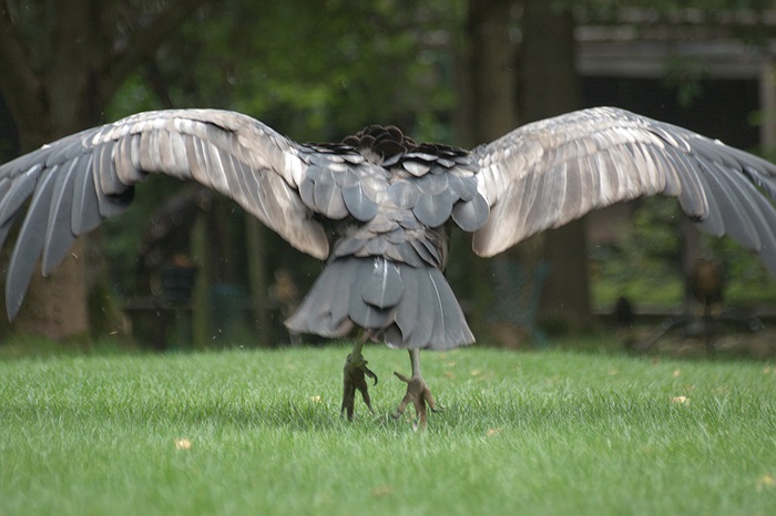 Mỏ của chúng hơi cong và tương đối yếu khi so sánh với mỏ của các loài chim săn mồi khác. Nó chỉ thích nghi với việc xé lớp thịt yếu của xác chết đã phân hủy, chứ không phải thịt tươi.