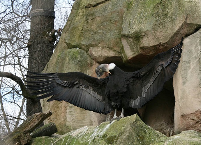 Thần ưng Andes có tập tính bất thường là bài tiết nước tiểu vào phần có vảy trên hai chân để làm mát chúng bằng cách bốc hơi. Tập tính này cũng có ở các loài cò, và đây là một luận cứ cho mối quan hệ gần giữa hai nhóm chim này.