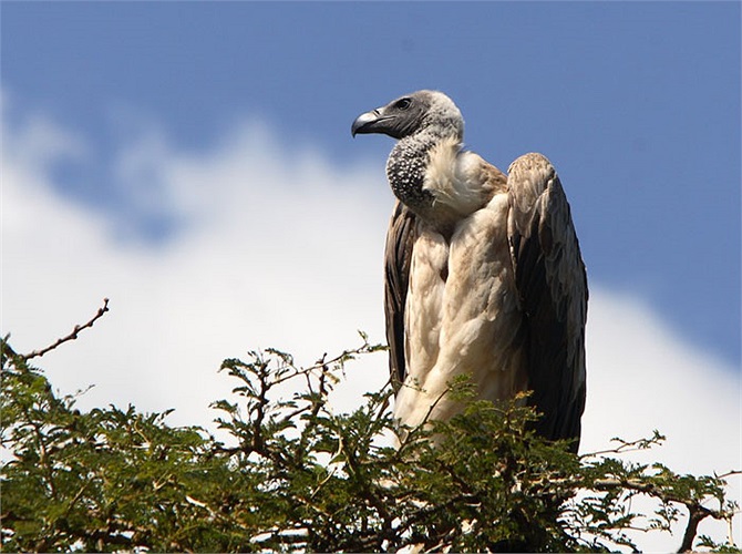 Ở phía bắc, phạm vi của nó bắt đầu ở Venezuela và Colombia, tiếp tục về phía nam dọc theo dãy núi Andes ở Ecuador, Peru, và Chile, thông qua Bolivia và phía tây Argentina Tierra del Fuego. 