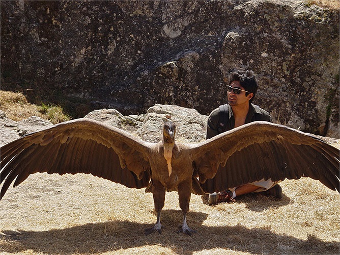 Đầu thế kỷ 19, thần ưng Andes sinh sản từ miền tây Venezuela đến Tierra del Fuego, dọc theo toàn bộ chuỗi của dãy Andes, nhưng phạm vi của nó đã bị giảm đáng kể do hoạt động của con người. 