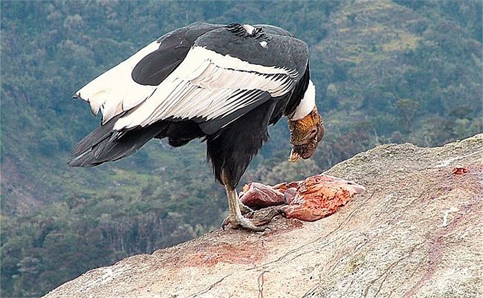 Phạm vi phân bố vùng đất thấp ở phía đông Bolivia và tây nam Brazil, xuống đến các khu vực sa mạc vùng đất thấp ở Chile và Peru, được tìm thấy trên toàn miền nam Patagonia.