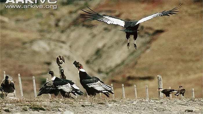 Mặc dù là kền kền, nhưng chúng không có quan hệ họ hàng gần với các loài kền kền Cựu thế giới, dù chúng có nhiều điểm giống nhau, đều ăn xác chết.