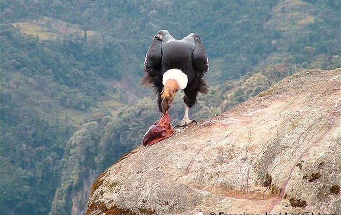 Chúng là loài có khứu giác rất tốt, khác với kền kền Cựu thế giới, chỉ có thị giác tốt mà thôi.