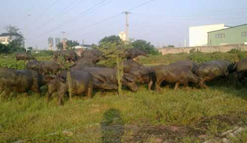 đàn trâu béo tốt