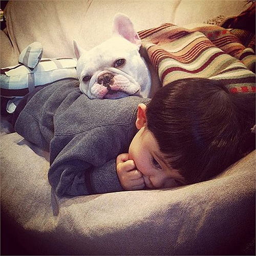 Một nhóc tì người Nhật khác cũng từng trở thành tâm điểm của sự chú ý khi xuất hiện với quả đầu nấm ngộ nghĩnh cùng 'người bạn thân' là chú chó Bulldog.