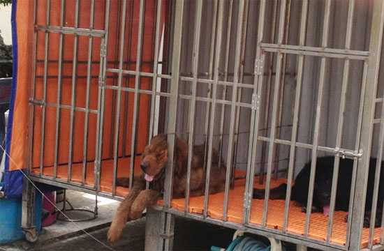 Cầm chó là công việc hết sức gian nan, chỉ cần chểnh mảng là cả một gia tài bốc hơi.