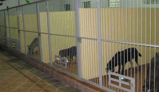 Giống như một trại chó, có đợt cao điểm, nhà anh nhận cầm đến gần chục con