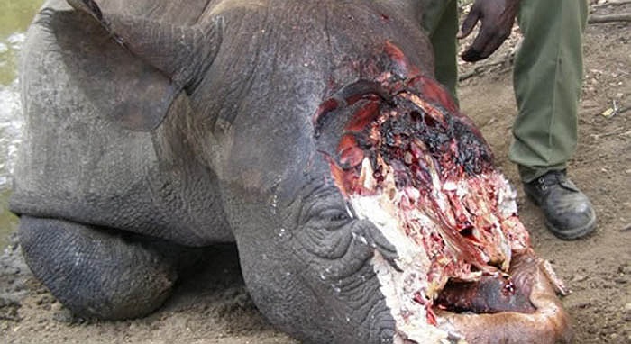 Tê giác là loài động vật lớn nhất trong số động vật có vú, sinh sống chủ yếu ở châu Phi và châu Á.