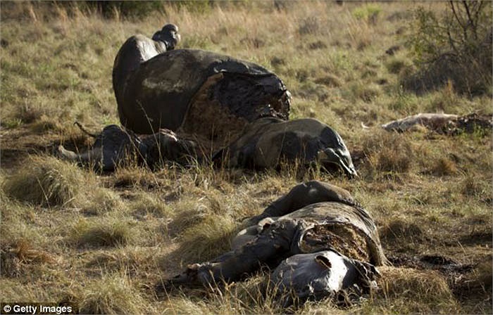 Trong những năm gần đây, số lượng tê giác trong tự nhiên cũng như các khu bảo tồn ở châu Phi đã bị thụt giảm nghiêm trọng.