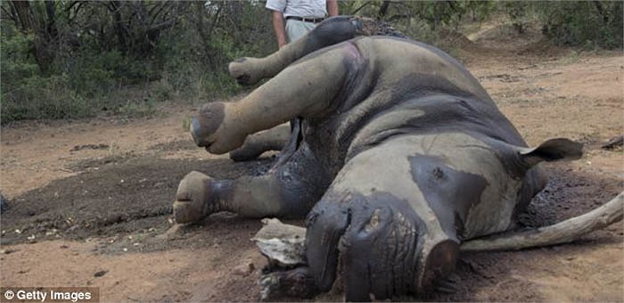 Chúng đã bị “xóa sổ” tại nhiều nước, trong đó có Việt Nam.