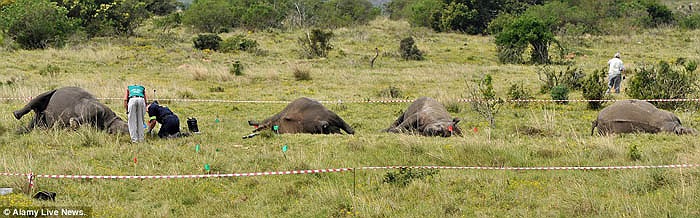 Giá trị của 100g sừng tê tại Việt Nam vào khoảng 100 triệu đồng, tức 1 tỷ đồng cho 1kg.