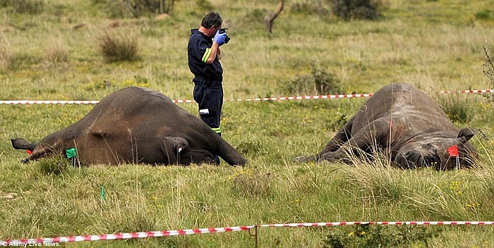 Đã có nhiều người nghèo khổ, sẵn sàng vượt biên đổ về các nước châu Phi săn bắt tê giác. Họ đang là mối đe dọa khẩn cấp cho loài này.