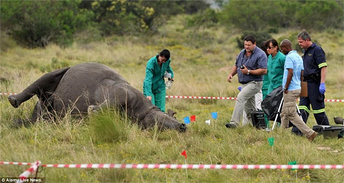 Điều đáng buồn, theo số liệu điều tra của các cơ quan chức năng, Việt Nam lại là nước tiêu thụ sừng tê giác lớn nhất thế giới.