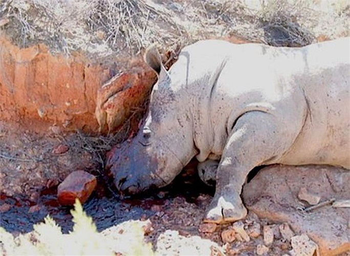 Có nhiều truyền thuyết được lưu truyền ở Malaysia và Myanmar cho rằng, tê giác là ‘lính cứu hỏa’ của núi rừng. Nếu ở đâu có đám cháy chúng sẽ lao tới để dập tắt.