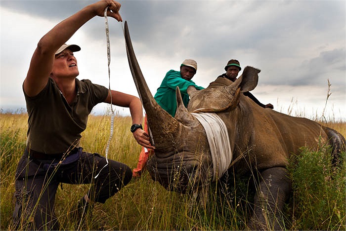 ...với mục đích để người Việt tận mắt cảnh tàn sát tê giác, để rồi tổ chức chiến dịch ‘nói không với động vật hoang dã và sừng tê giác'
