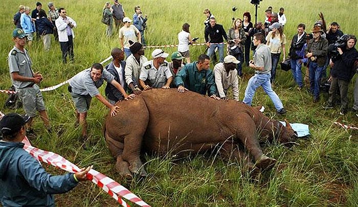 Người ta dễ dàng nhận diện chúng ở một điểm rất đặc trưng, đó là cặp sừng lớn mọc trên mũi.