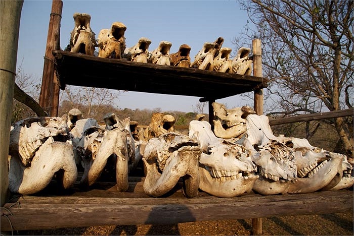 Cặp sừng này có thành phần cấu tạo cơ bản tương tự như tóc và móng tay, móng chân con người.