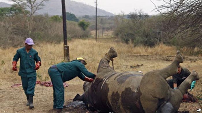 Các nhà khoa học, sinh học đã chiết tách, phân tích thành phần hóa học và khẳng định rằng, sừng tê giác hoàn toàn không có giá trị y học.