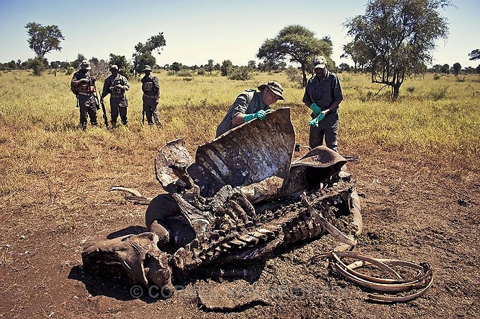 Cho đến nay cũng chưa có nghiên cứu hay bằng chứng khoa học nào chứng minh sừng tê giác có khả năng chữa bệnh cho con người.