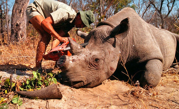 Tuy nhiên, do quan niệm cổ xưa và sự đồn thổi sai lệch, con người đã lầm tưởng sừng tê giác là thần dược và có thể chữa bách bệnh, thậm chí là bệnh ung thư.
