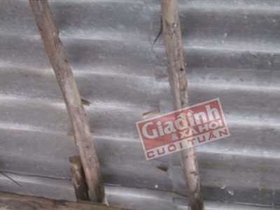 bức tường biết ngáy, lâm thao, phú thọ