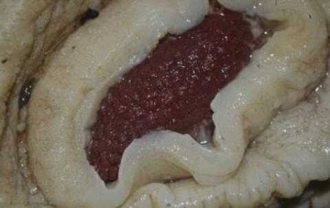 người ngoài hành tinh