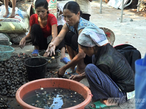 Bí ấn đằng sau cơn sốt ốc bươu vàng ở Hà Nội?