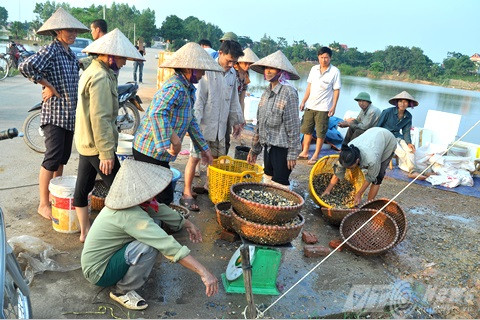 Bí ấn đằng sau cơn sốt ốc bươu vàng ở Hà Nội?