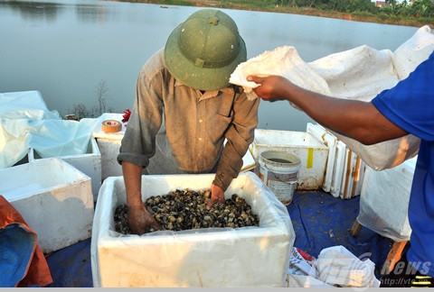 Bí ấn đằng sau cơn sốt ốc bươu vàng ở Hà Nội?