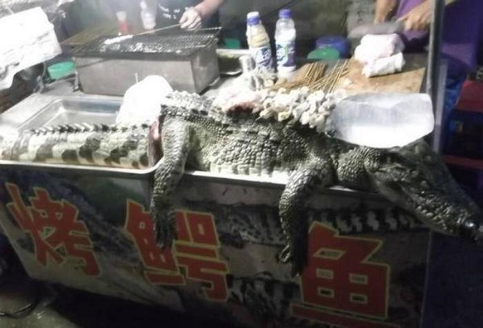 Gần đây, nhiều người dân tại thành phố Nanning (tỉnh Quảng Tây, Trung Quốc)được chứng kiến một màn ẩm thức đặc biệt với cá sấu nướng nguyên con. Trong ảnh là một con cá sấu chuẩn bị đem đi nướng.