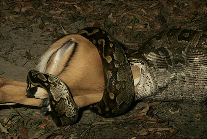 Chăn đá châu Phi là là loài rắn lớn nhất ở lục địa đen. Con trăn đá trưởng thành có chiều dài tới 7m, thậm chí là 10m.