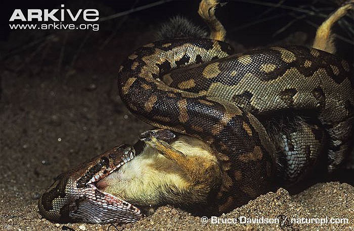 Trên cơ thể của loài trăn này vẫn còn 2 cái chân nhỏ xíu teo lại, vốn là cặp chân thoái hóa của loài bò sát cổ.